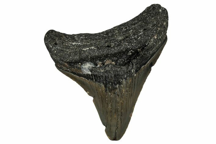 Serrated, Juvenile Megalodon Tooth - North Carolina #351203